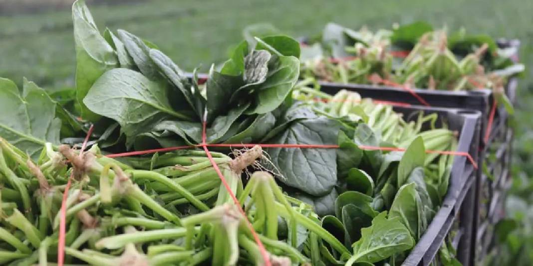 Kış ayı demek bu sebze demek! Kasım’dan Nisan’a kadar hasat ediliyor:  Hale 6 TL’den satılıyor 5